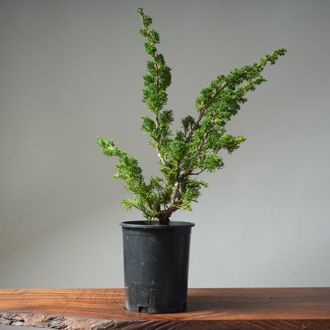 One - Gallon Kishu Juniper Bonsai 500 - Bonsaify
