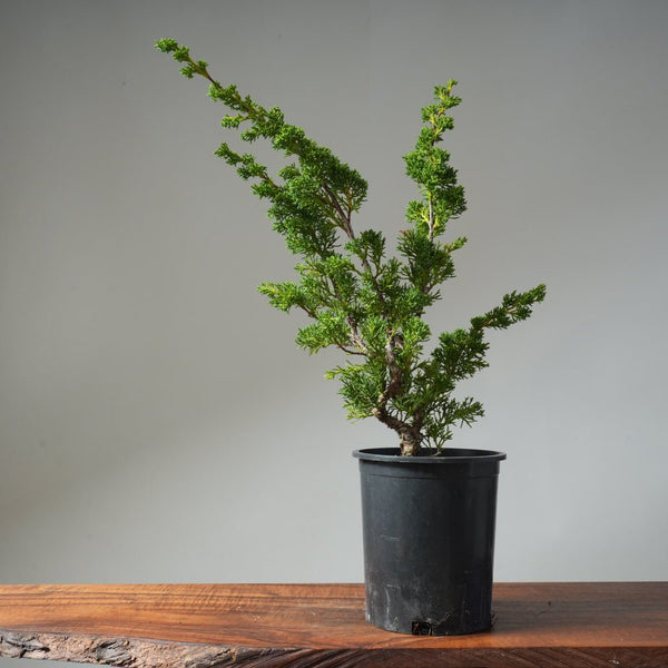 One - Gallon Kishu Juniper Bonsai 500 - Bonsaify