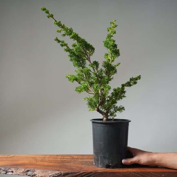 One - Gallon Kishu Juniper Bonsai 500 - Bonsaify