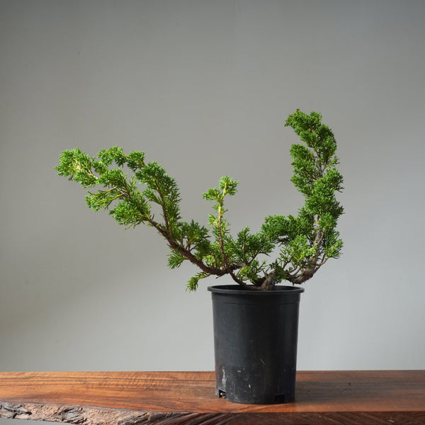 One - Gallon Kishu Juniper Bonsai 501 - Bonsaify