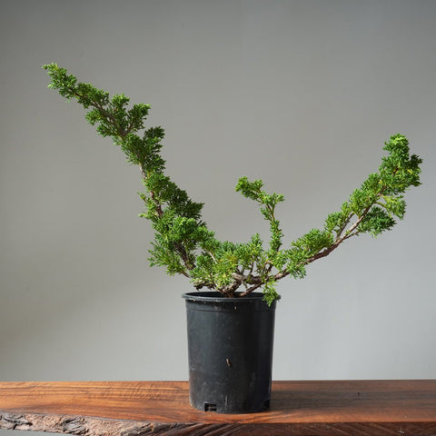 One - Gallon Kishu Juniper Bonsai 501 - Bonsaify