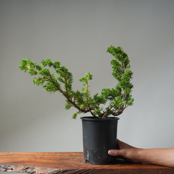 One - Gallon Kishu Juniper Bonsai 501 - Bonsaify