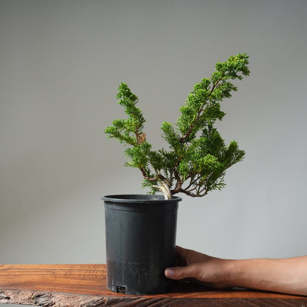 One - Gallon Kishu Juniper Bonsai 502 - Bonsaify
