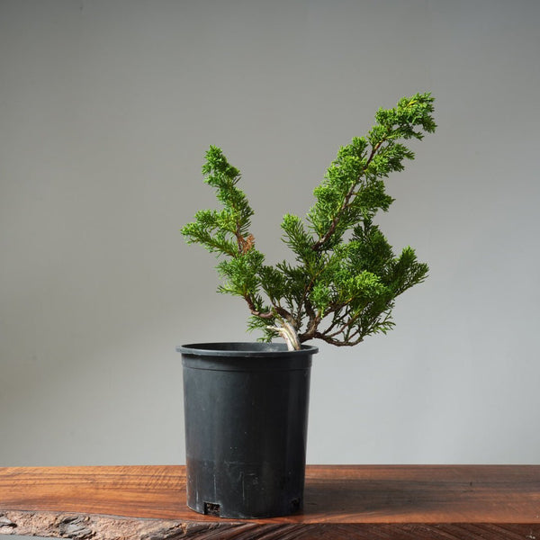 One - Gallon Kishu Juniper Bonsai 502 - Bonsaify