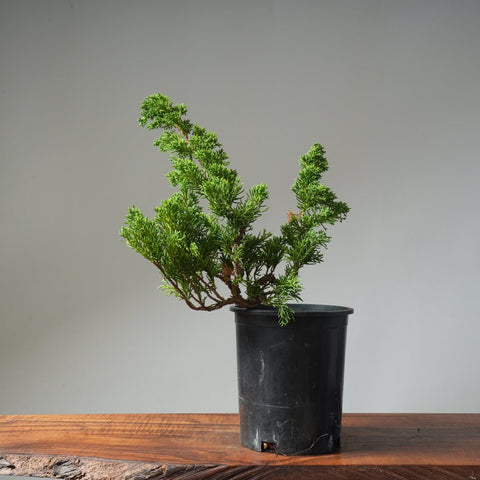 One - Gallon Kishu Juniper Bonsai 502 - Bonsaify