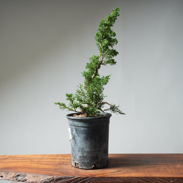 One - Gallon Kishu Juniper Bonsai 522 - Bonsaify