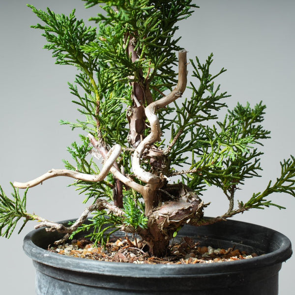 One - Gallon Kishu Juniper Bonsai 522 - Bonsaify