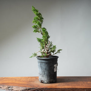 One - Gallon Kishu Juniper Bonsai 522 - Bonsaify