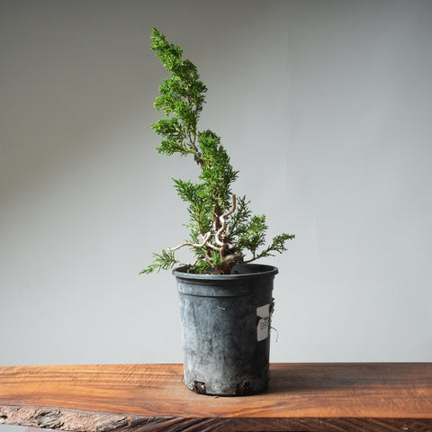 One - Gallon Kishu Juniper Bonsai 522 - Bonsaify