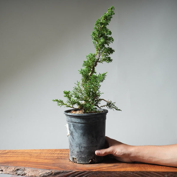 One - Gallon Kishu Juniper Bonsai 522 - Bonsaify