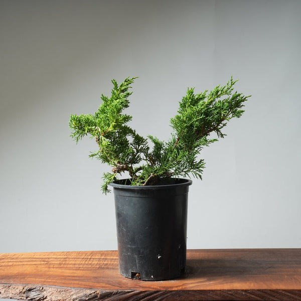One - Gallon Kishu Juniper Bonsai 524 - Bonsaify