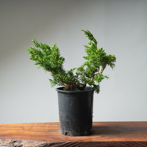 One - Gallon Kishu Juniper Bonsai 524 - Bonsaify