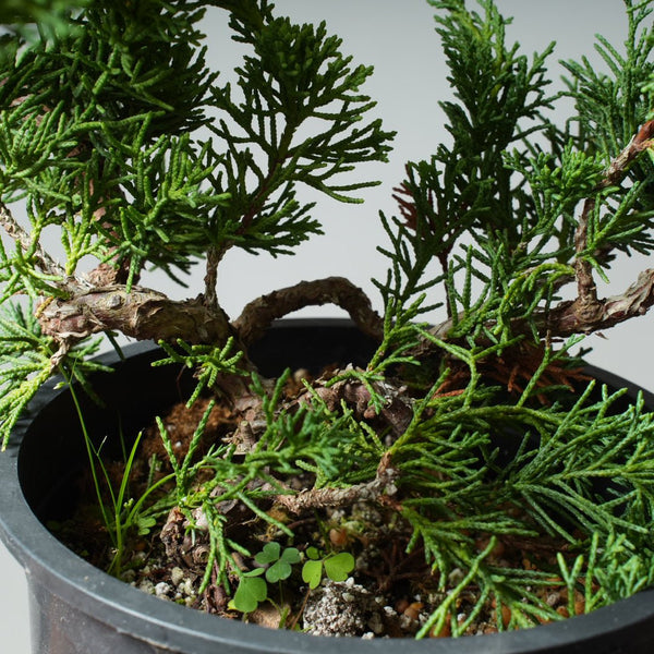 One - Gallon Kishu Juniper Bonsai 524 - Bonsaify