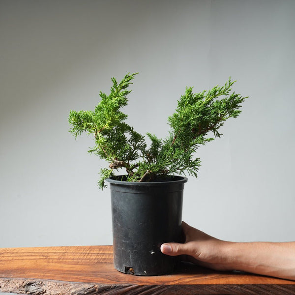 One - Gallon Kishu Juniper Bonsai 524 - Bonsaify
