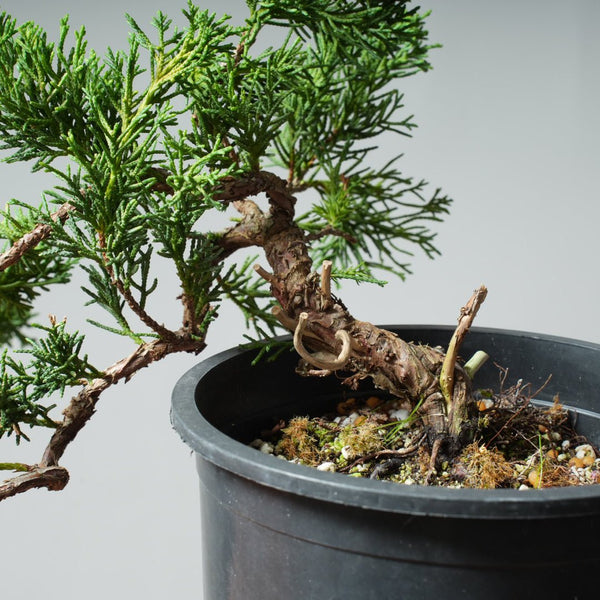 One - Gallon Kishu Juniper Bonsai 526 - Bonsaify