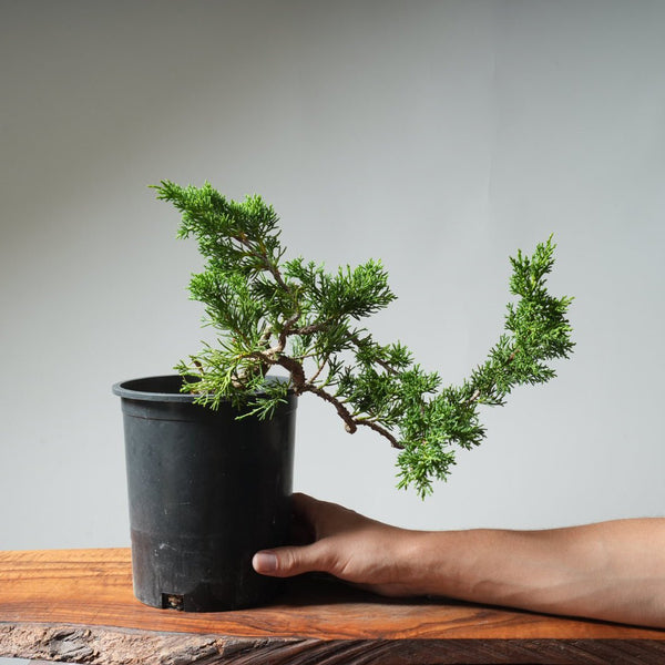 One - Gallon Kishu Juniper Bonsai 526 - Bonsaify