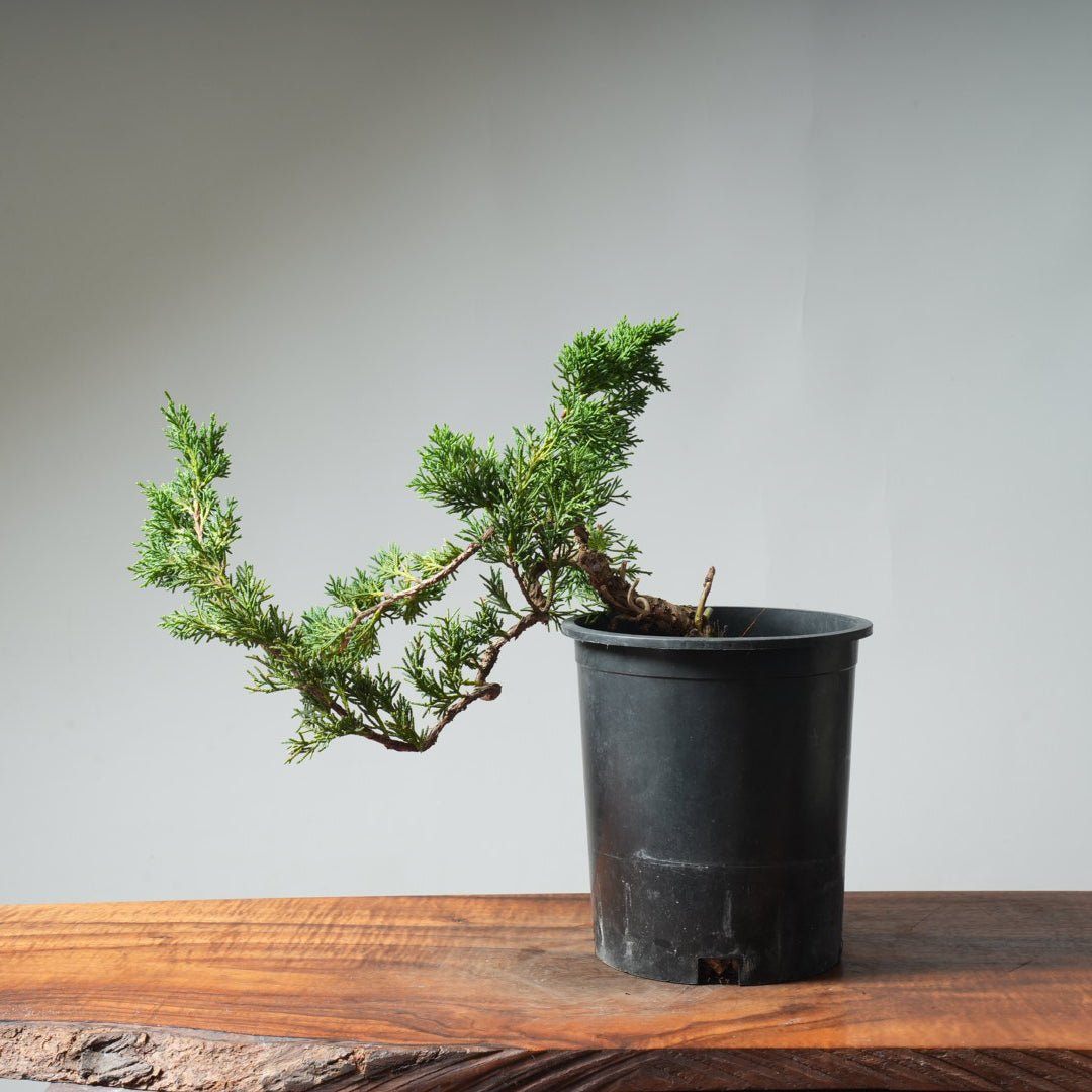 One - Gallon Kishu Juniper Bonsai 526 - Bonsaify