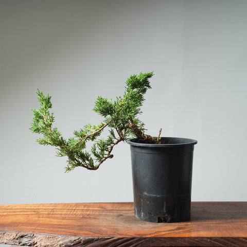 One - Gallon Kishu Juniper Bonsai 526 - Bonsaify