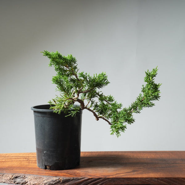 One - Gallon Kishu Juniper Bonsai 526 - Bonsaify