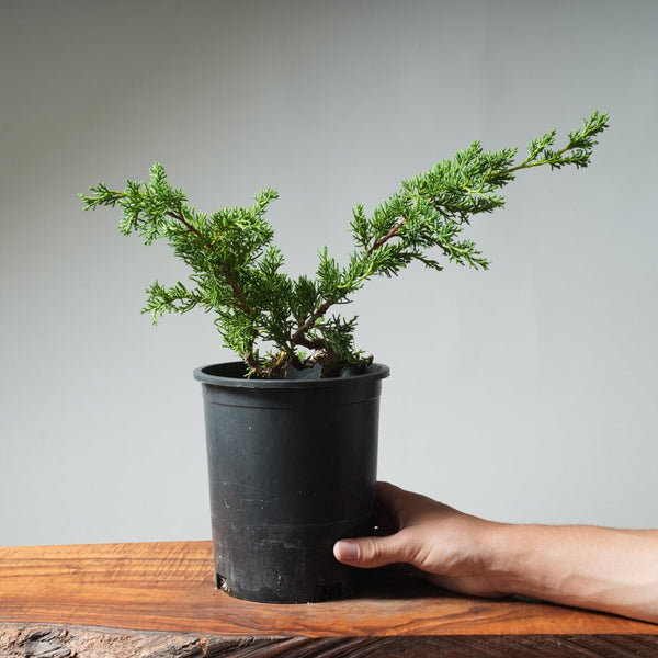One - Gallon Kishu Juniper Bonsai 527 - Bonsaify