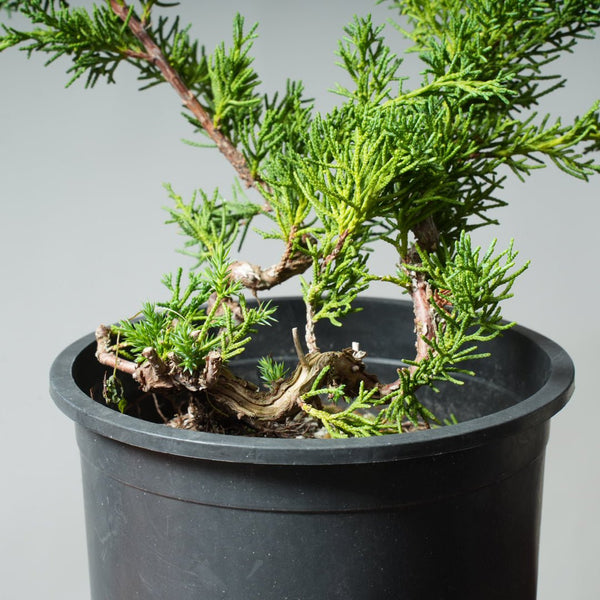 One - Gallon Kishu Juniper Bonsai 527 - Bonsaify