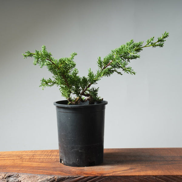 One - Gallon Kishu Juniper Bonsai 527 - Bonsaify