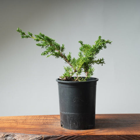 One - Gallon Kishu Juniper Bonsai 527 - Bonsaify
