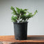 One - Gallon Kishu Juniper Bonsai 529 - Bonsaify