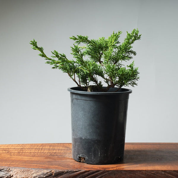 One - Gallon Kishu Juniper Bonsai 529 - Bonsaify