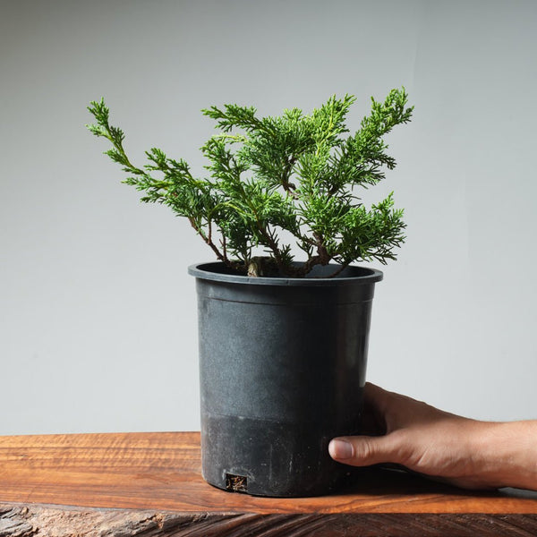 One - Gallon Kishu Juniper Bonsai 529 - Bonsaify