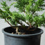 One - Gallon Kishu Juniper Bonsai 529 - Bonsaify