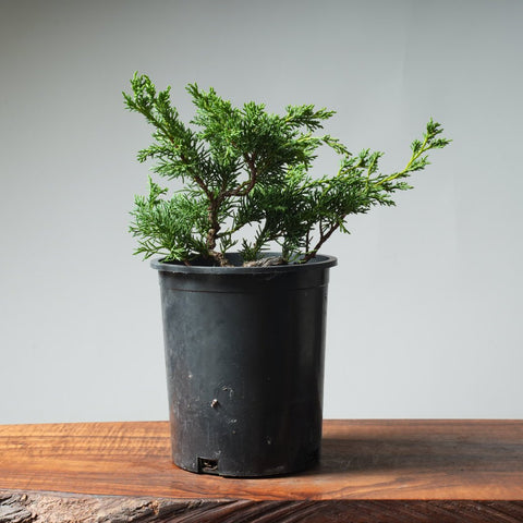One - Gallon Kishu Juniper Bonsai 529 - Bonsaify