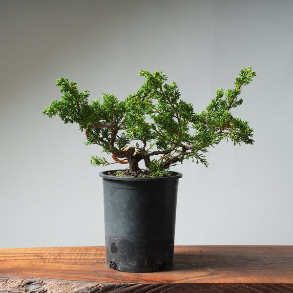 One - Gallon Kishu Juniper Bonsai 531 - Bonsaify