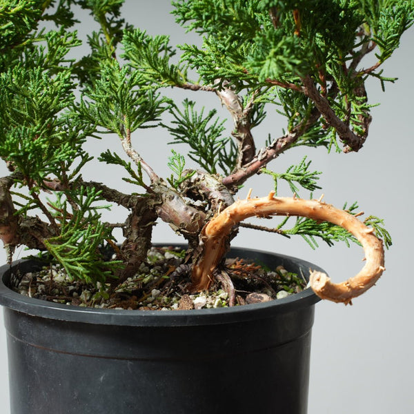 One - Gallon Kishu Juniper Bonsai 531 - Bonsaify