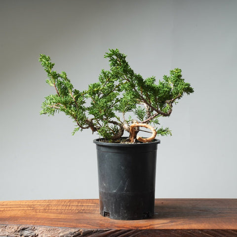 One - Gallon Kishu Juniper Bonsai 531 - Bonsaify