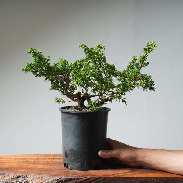 One - Gallon Kishu Juniper Bonsai 531 - Bonsaify