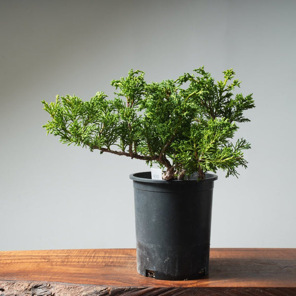 One - Gallon Kishu Juniper Bonsai 532 - Bonsaify
