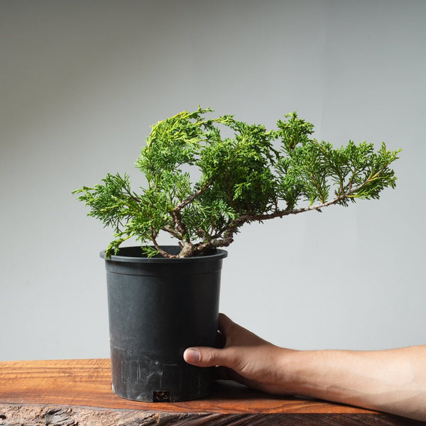 One - Gallon Kishu Juniper Bonsai 532 - Bonsaify