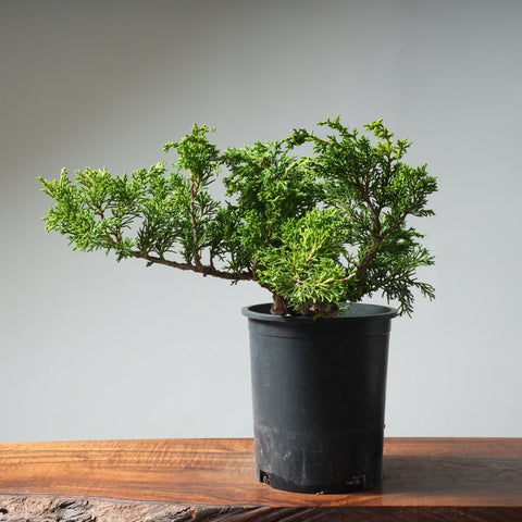 One - Gallon Kishu Juniper Bonsai 532 - Bonsaify