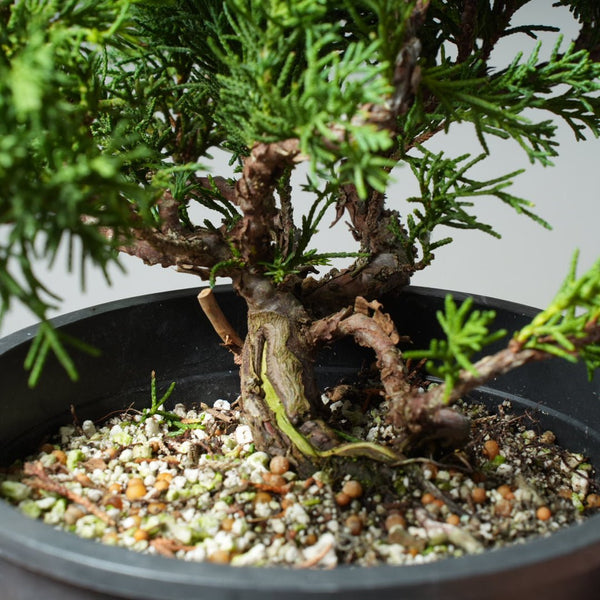 One - Gallon Kishu Juniper Bonsai 532 - Bonsaify