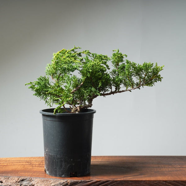 One - Gallon Kishu Juniper Bonsai 532 - Bonsaify
