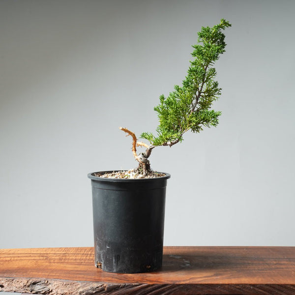 One - Gallon Kishu Juniper Bonsai 535 - Bonsaify