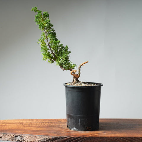 One - Gallon Kishu Juniper Bonsai 535 - Bonsaify