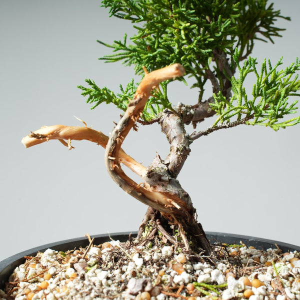 One - Gallon Kishu Juniper Bonsai 535 - Bonsaify