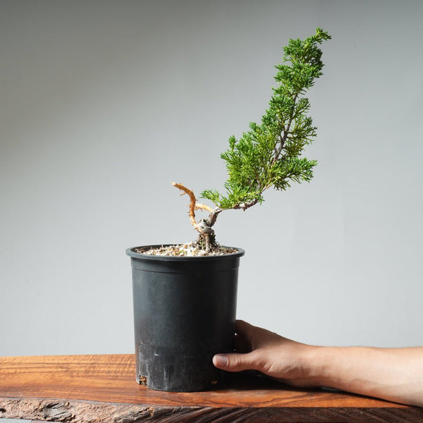 One - Gallon Kishu Juniper Bonsai 535 - Bonsaify