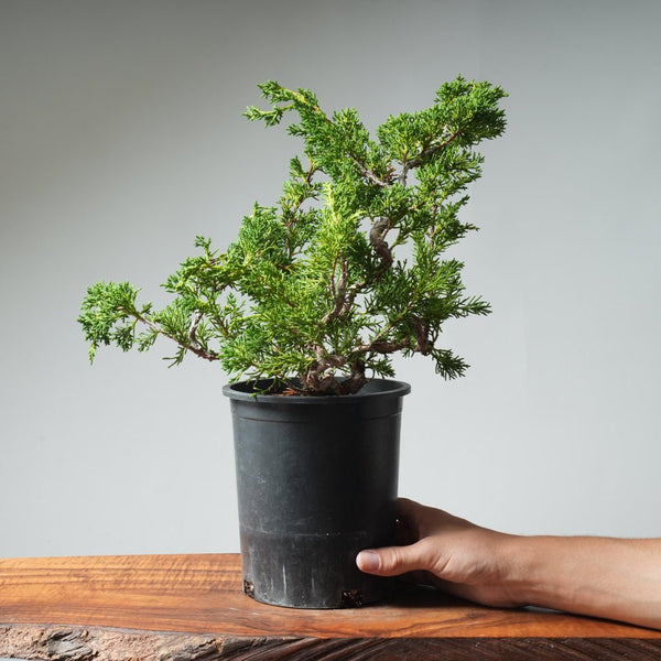One - Gallon Kishu Juniper Bonsai 536 - Bonsaify
