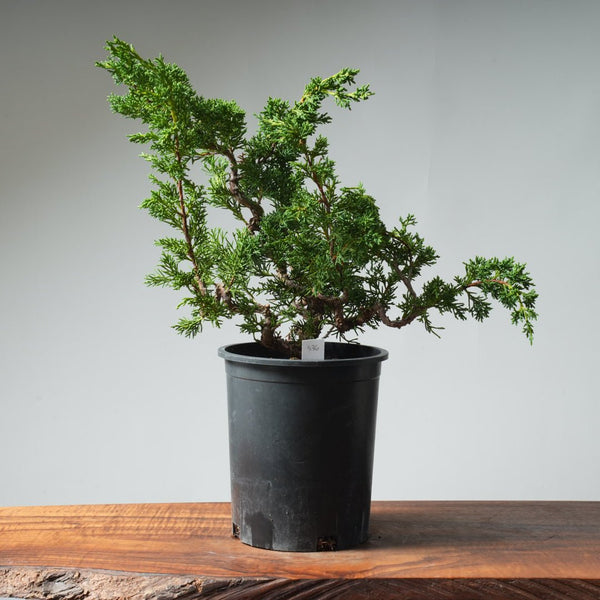 One - Gallon Kishu Juniper Bonsai 536 - Bonsaify