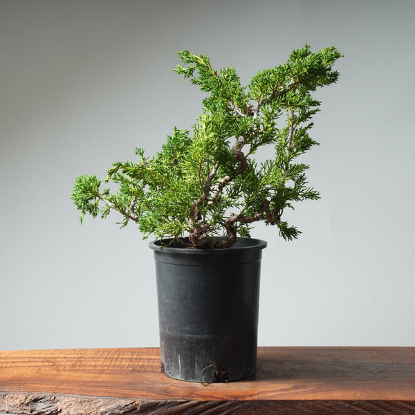 One - Gallon Kishu Juniper Bonsai 536 - Bonsaify