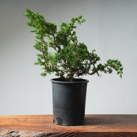One - Gallon Kishu Juniper Bonsai 536 - Bonsaify