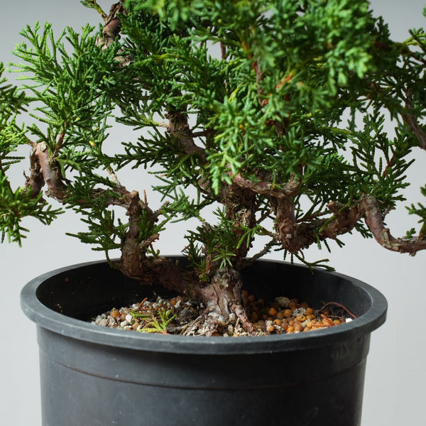 One - Gallon Kishu Juniper Bonsai 536 - Bonsaify